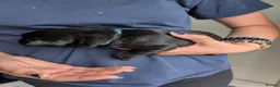 Labrador Retriever dogs for sale: Beautiful Labrador puppies  - Advert 15