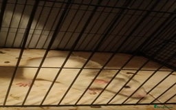 Rat rodents for sale: 100 for male and cage 150 for the 4 girls and cage - Image 4