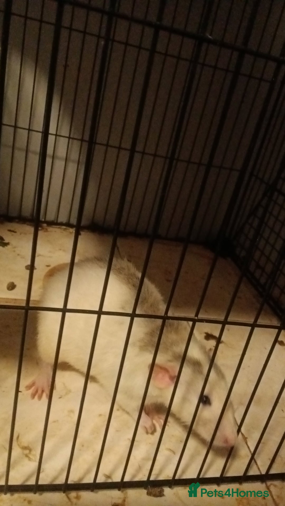 Rat rodents for sale: 100 for male and cage 150 for the 4 girls and cage - Image 4