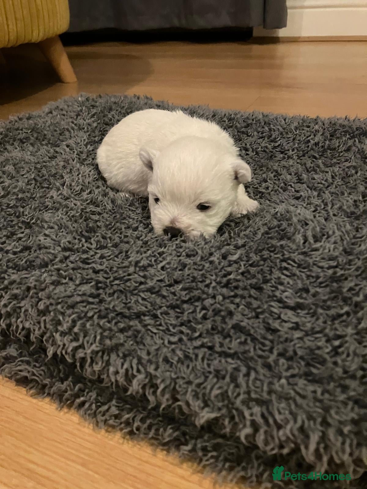 West Highland Terrier dogs West Highland White Terrier puppies - Advert 2