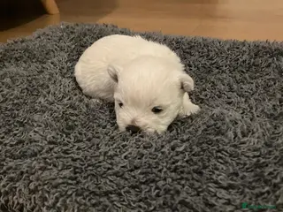 West Highland Terrier dogs West Highland White Terrier puppies - Advert 1
