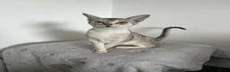 Abyssinian cats for sale: GCCF - Silver Abyssinian kittens - Home raised - Advert 2