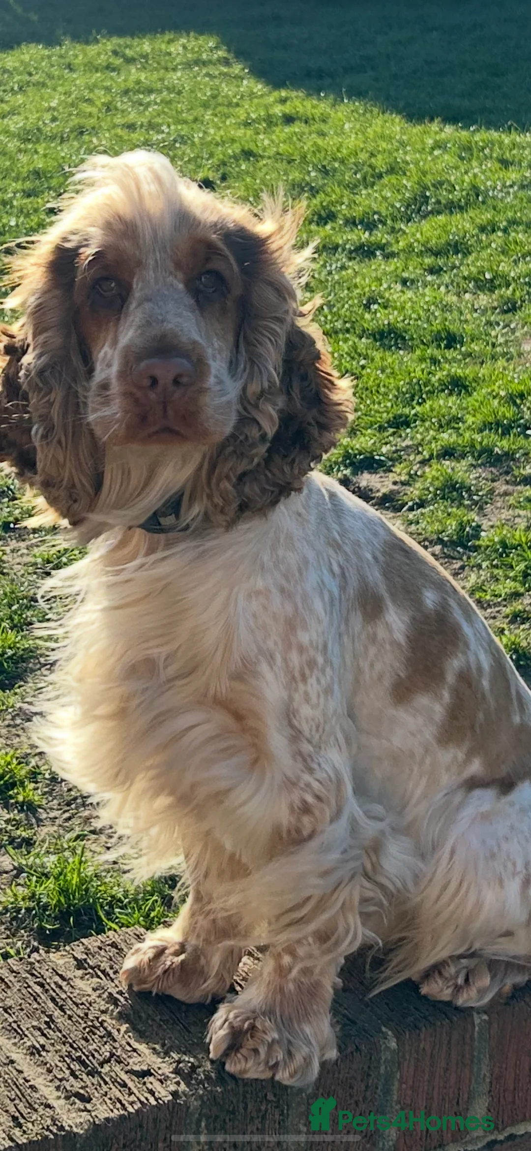 Cocker Spaniel dogs for stud: 2 PROVEN/HEALTH CLEAR KC Show Cocker Spaniels Stud in Shildon - Advert 15