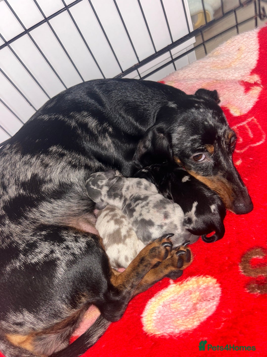 Dachshund dogs for sale: 🐾 Purebred Dachshund Puppies for Sale! 🐾 - Advert 1