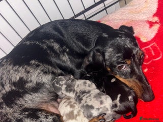 Dachshund dogs 🐾 Purebred Dachshund Puppies for Sale! 🐾 - Advert 1