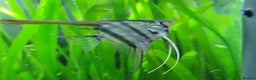 Angelfish fish for sale: Old school standard stripes Angel Fish - Advert 3