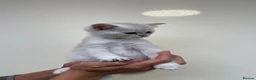 Scottish Fold cats for sale: LOVELY PUREBRED SCOTTISH FOLD CHINCHILLA KITTENS  - Advert 11
