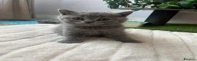British Shorthair 1