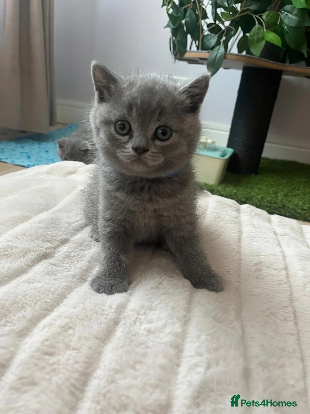 British Shorthair cats for sale: Stunning British blue shorthair kittens London  - Advert 11