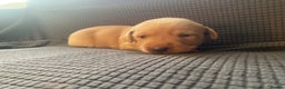 Labrador Retriever dogs for sale: Beautiful Labrador Puppies for sale - Advert 5
