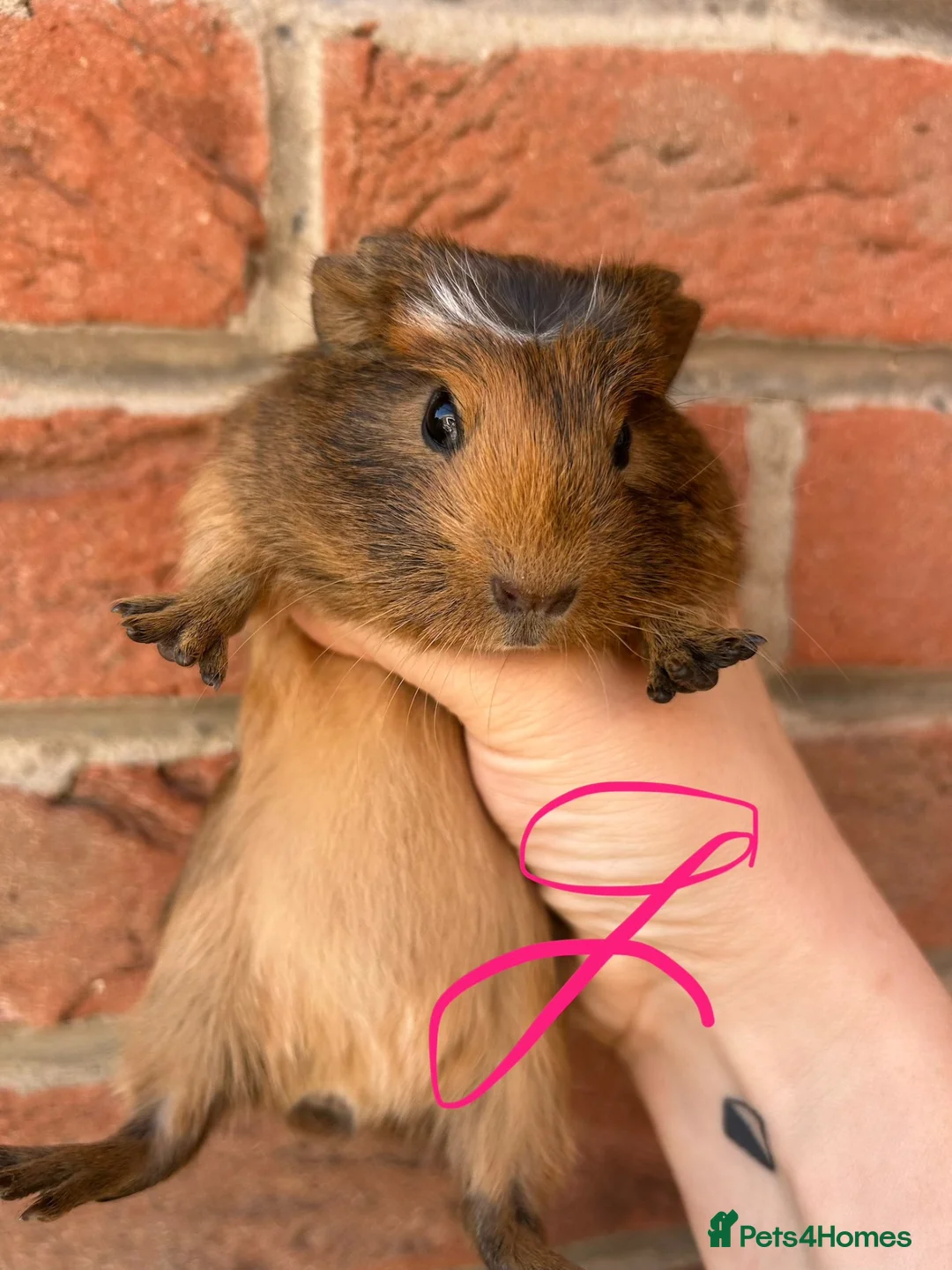 Guinea Pig rodents for sale: Baby guinea pigs  - Advert 5