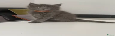 Orange Collar