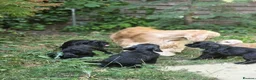 American Cocker Spaniel dogs for sale: American cocker spaniels puppies - Advert 2
