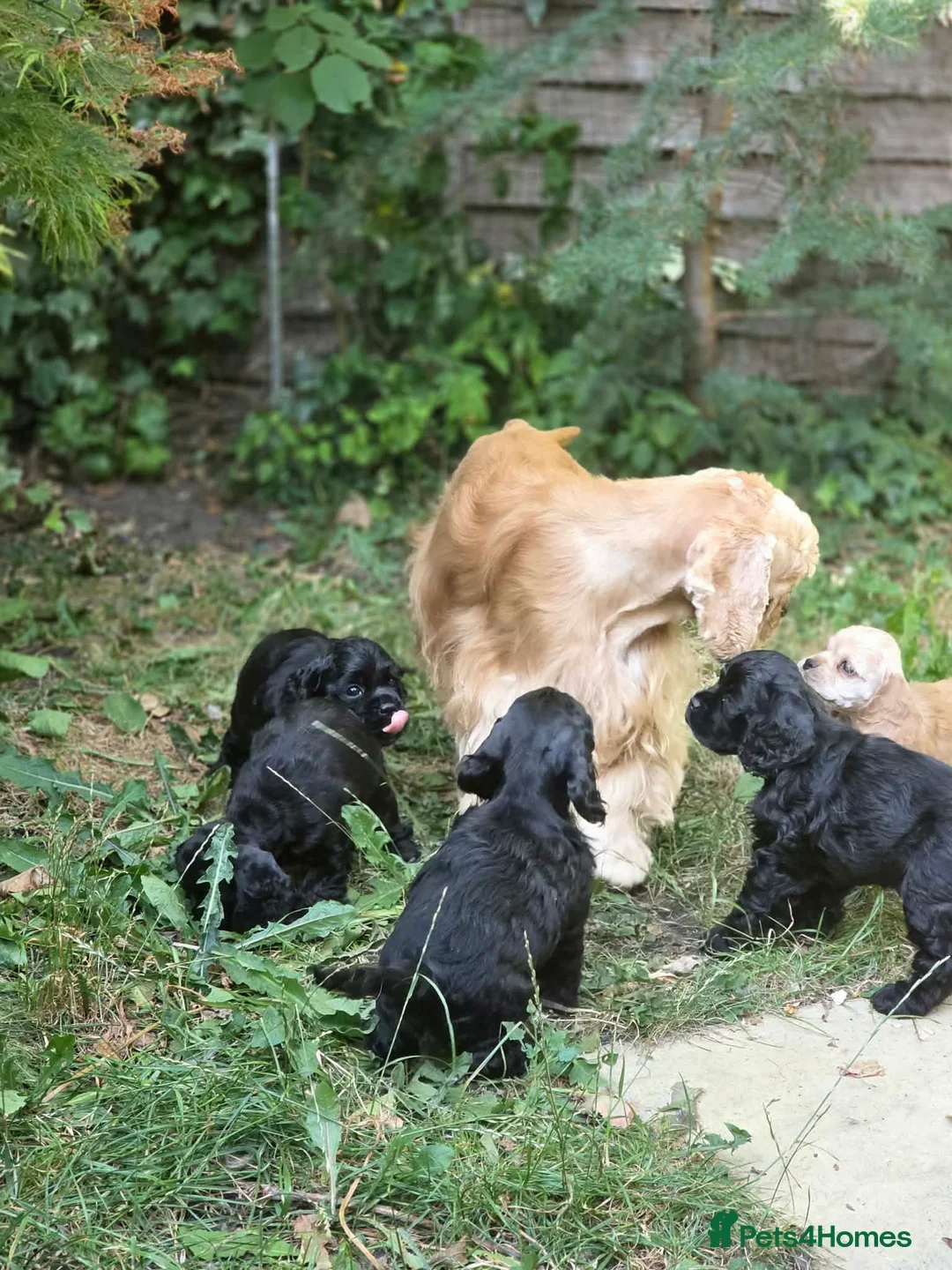 American Cocker Spaniel dogs for sale: American cocker spaniels puppies - Advert 2