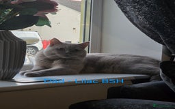 British Shorthair cats for sale: Beautiful BSH kittens looking for forever homes - Image 8