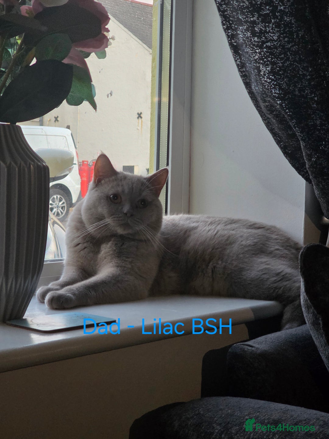 British Shorthair cats for sale: Beautiful BSH kittens looking for forever homes - Image 8