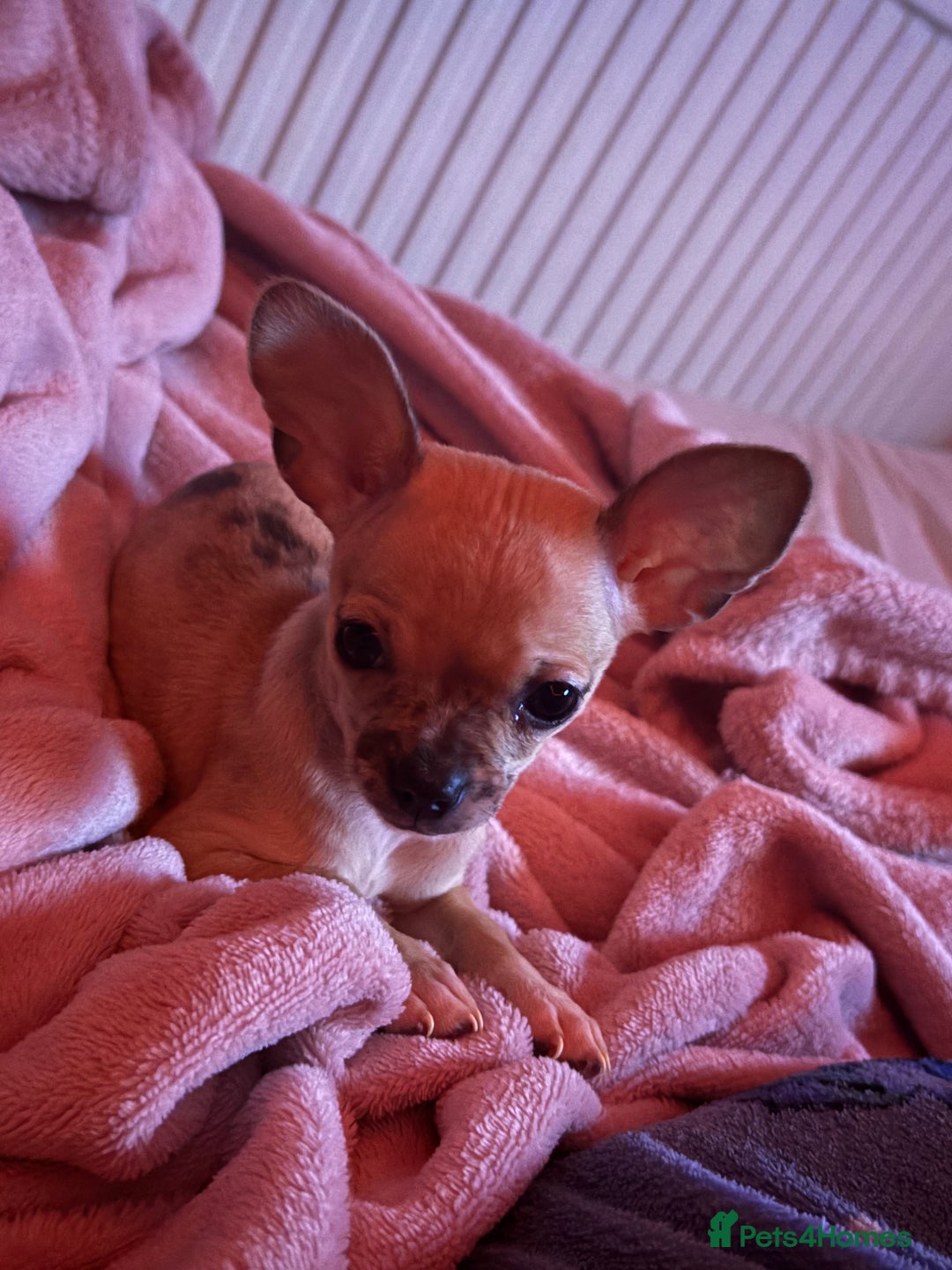 Chihuahua dogs for sale: Toy size baby girl chihuahua 🩷 - Advert 3