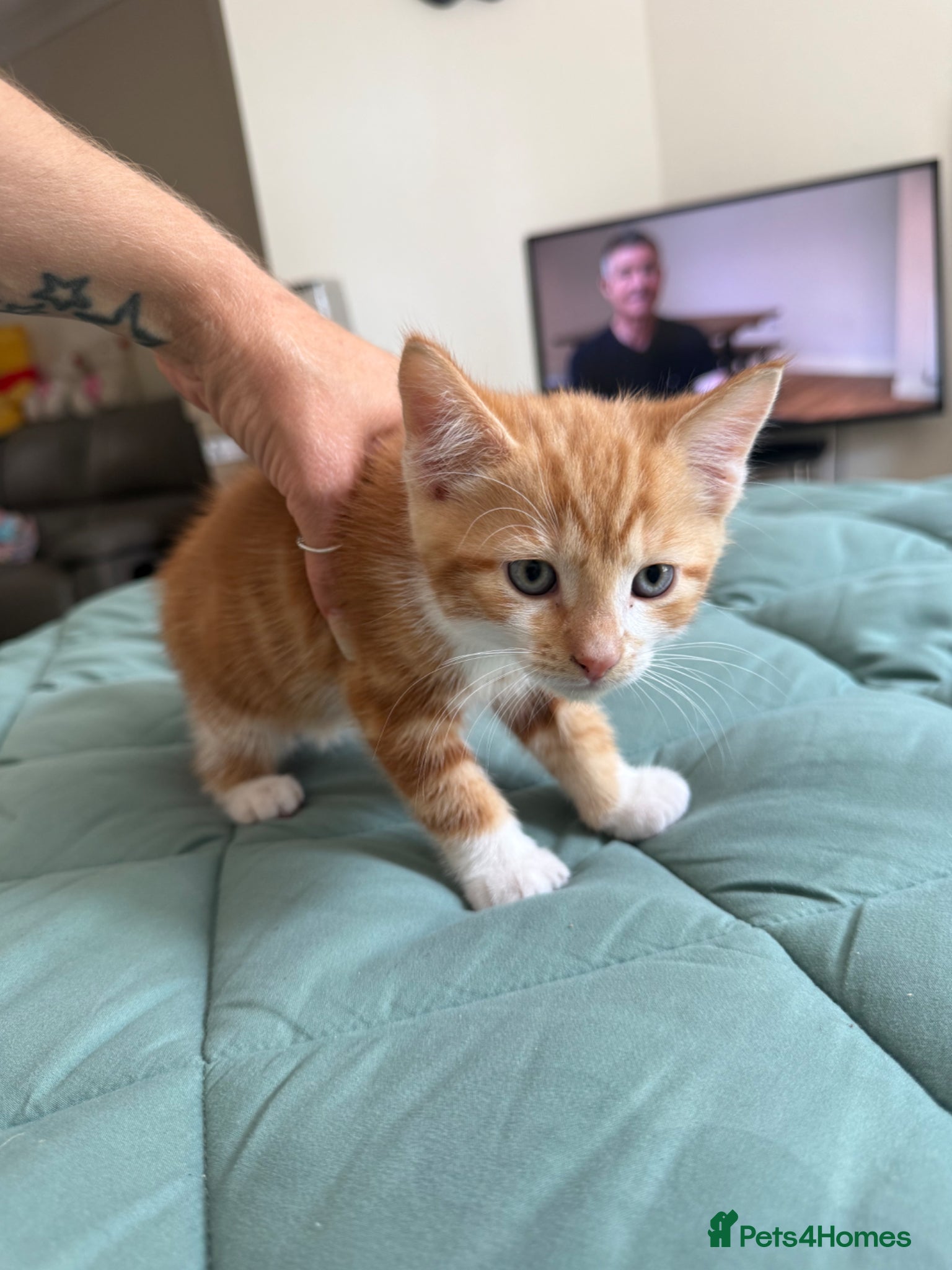 Mixed Breed cats for sale: Kittens for sale READY NOW in Brandon - Advert 12