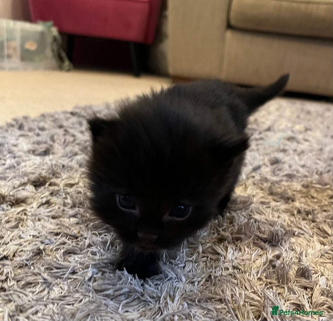 Mixed Breed cats for sale: Ragdoll cross babies fluffy babies  - Image 5