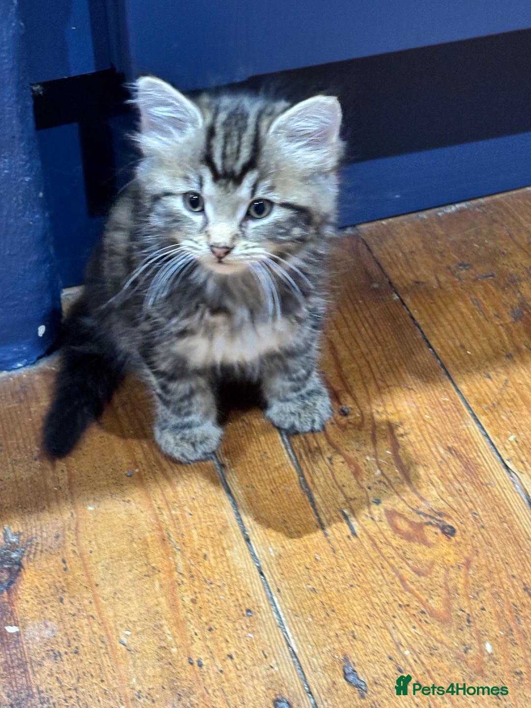 Domestic Shorthair cats for sale: Adorable Kittens - 4 available. Grey & Tabby - Image 16