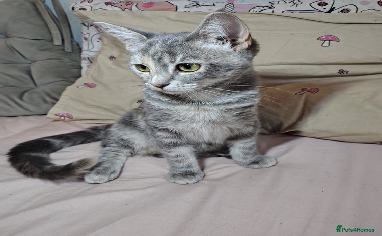 Mixed Breed cats - Advert 14