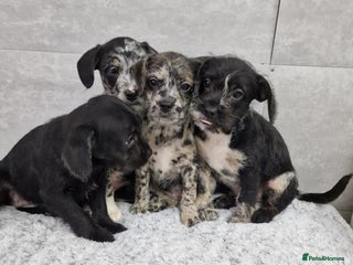 Mixed Breed dogs Frenchi /Mini Poodle Puppies First Gen ❤️ - Advert 2