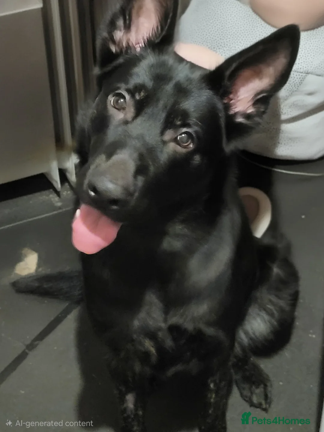 Mixed Breed dogs for sale: Dog for sale - Advert 1