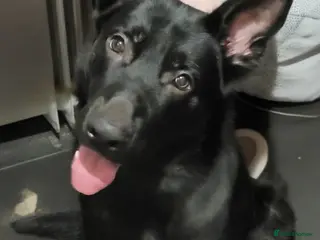 Mixed Breed dogs Dog for sale - Advert 4