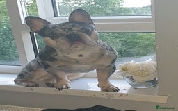 French Bulldog dogs for stud: Mr money - Image 3