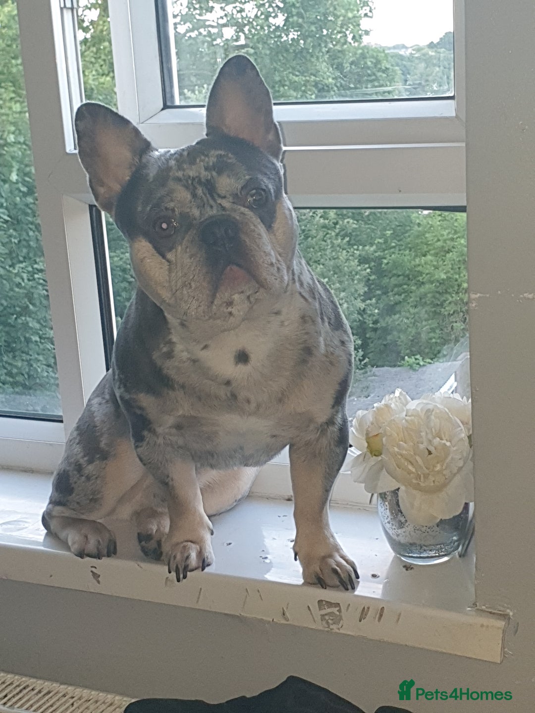French Bulldog dogs for stud: Mr money - Image 3