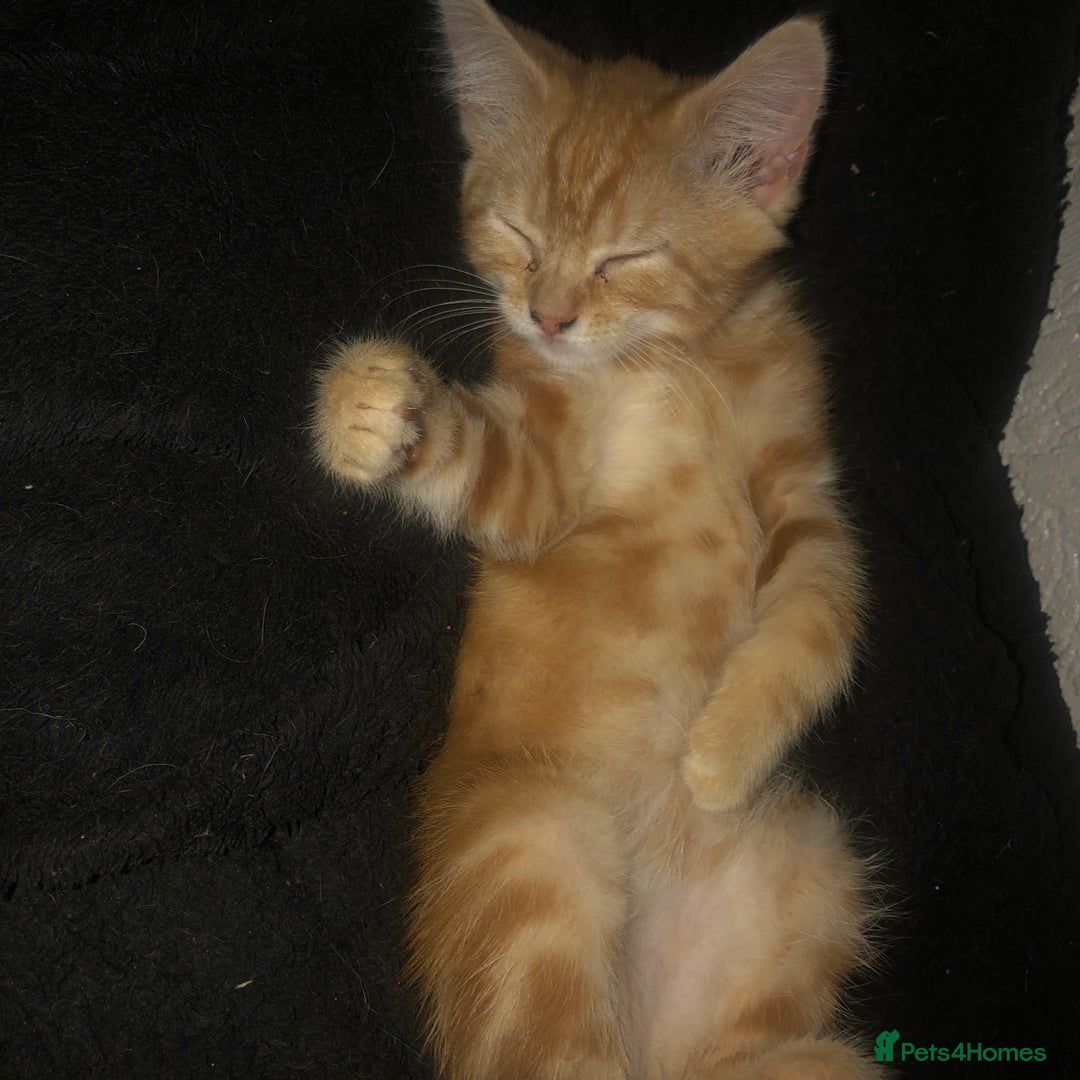 Mixed Breed cats for sale: Rescued feral farm kittens  - Image 7