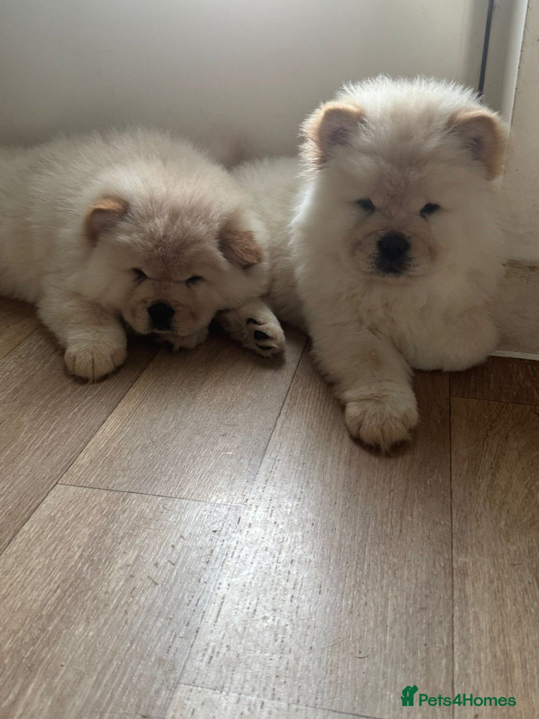 Chow Chow dogs for sale: Miss chow chow mummy  - Advert 17