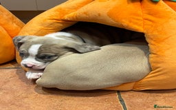 American Bully dogs for sale: American staffys  - Image 1