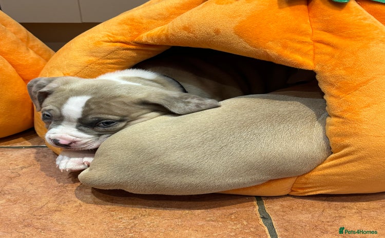 American Bully dogs - Advert 1