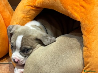 American Bully dogs - Advert 1