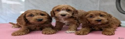 Cockapoo dogs for sale: Beautiful red pups from health tested parents - Advert 3