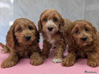 Cockapoo dogs Beautiful red pups from health tested parents - Advert 16