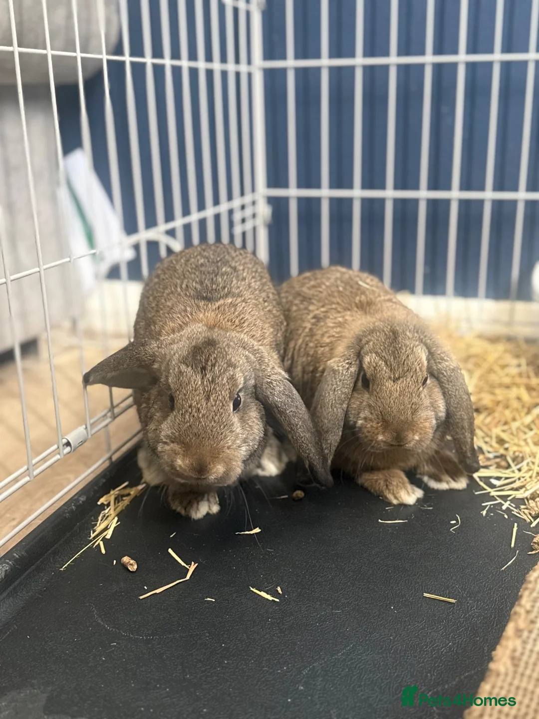 Mixed Breed rabbits for sale: 2 baby girl bunnies  in Sowerby Bridge - Advert 7