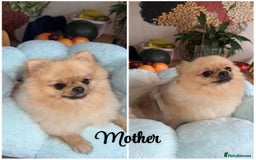 Pomeranian dogs for sale: Pomeranian puppies  in Ebbw Vale - Image 2