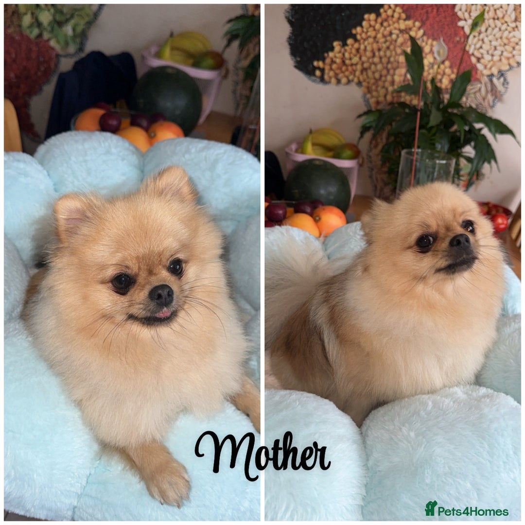 Pomeranian dogs for sale: Pomeranian puppies  in Ebbw Vale - Image 2