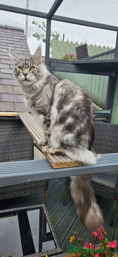 Gallery Image {{count}}