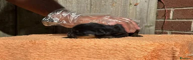 Rottweiler 2