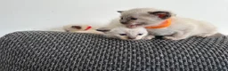 Siamese cats for sale: 4 Beautiful female siamese kittens available - Advert 11
