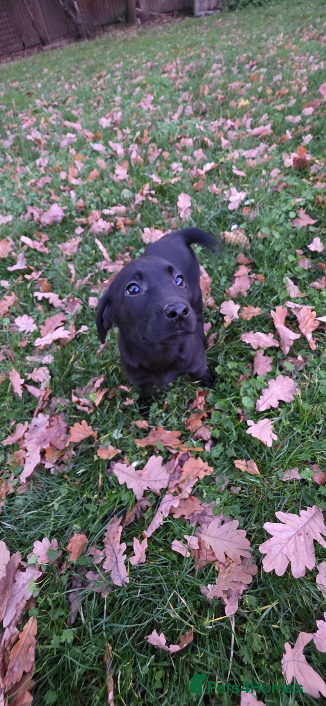 Labrador Retriever dogs for sale: Labrador Puppies Ready for Their Forever Homes🐶💛 - Image 4