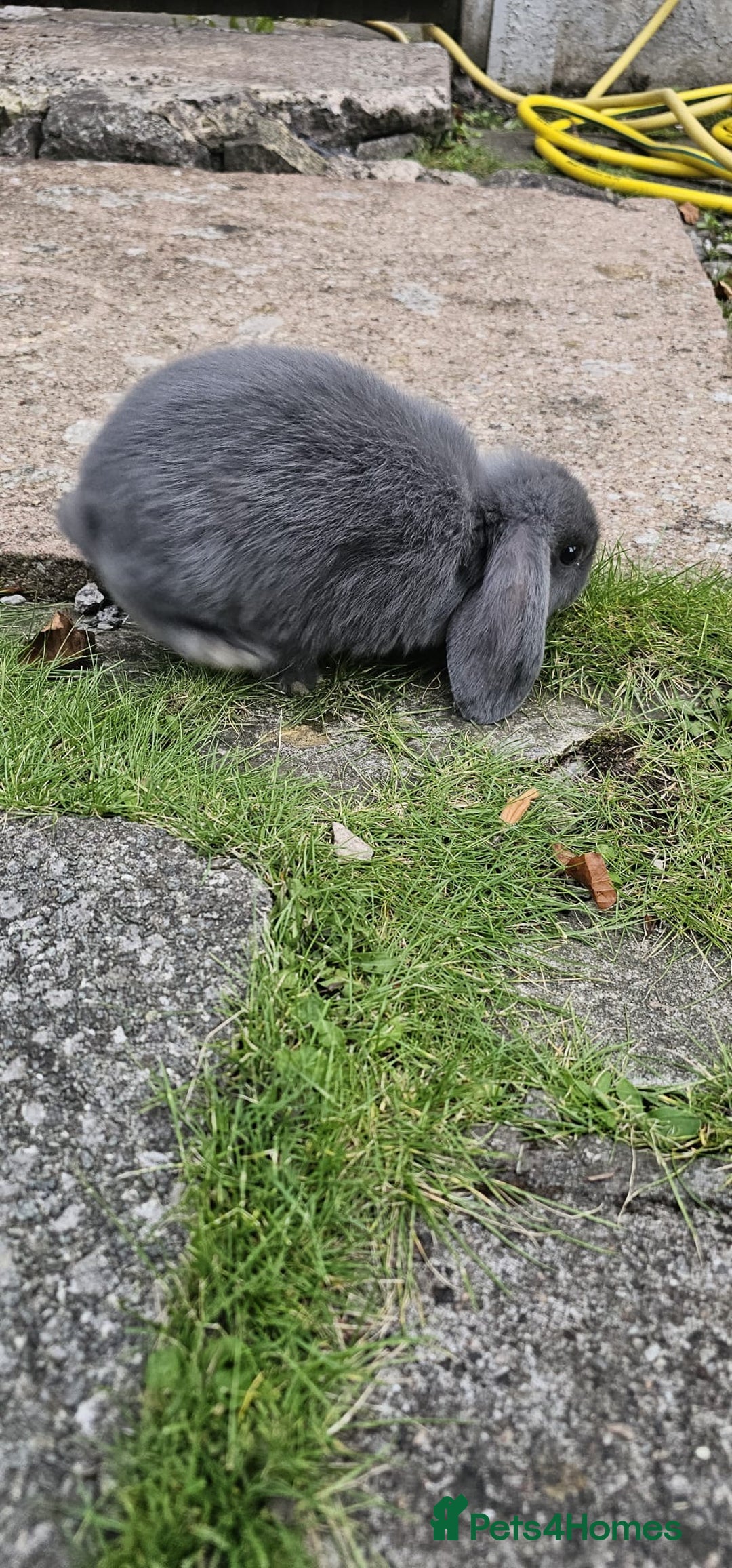 Mini Lion Lop rabbits for sale: Mini lop - Image 11
