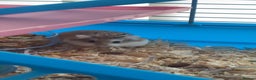 Hamster rodents for sale: Russian dwarf hamster  - Advert 2