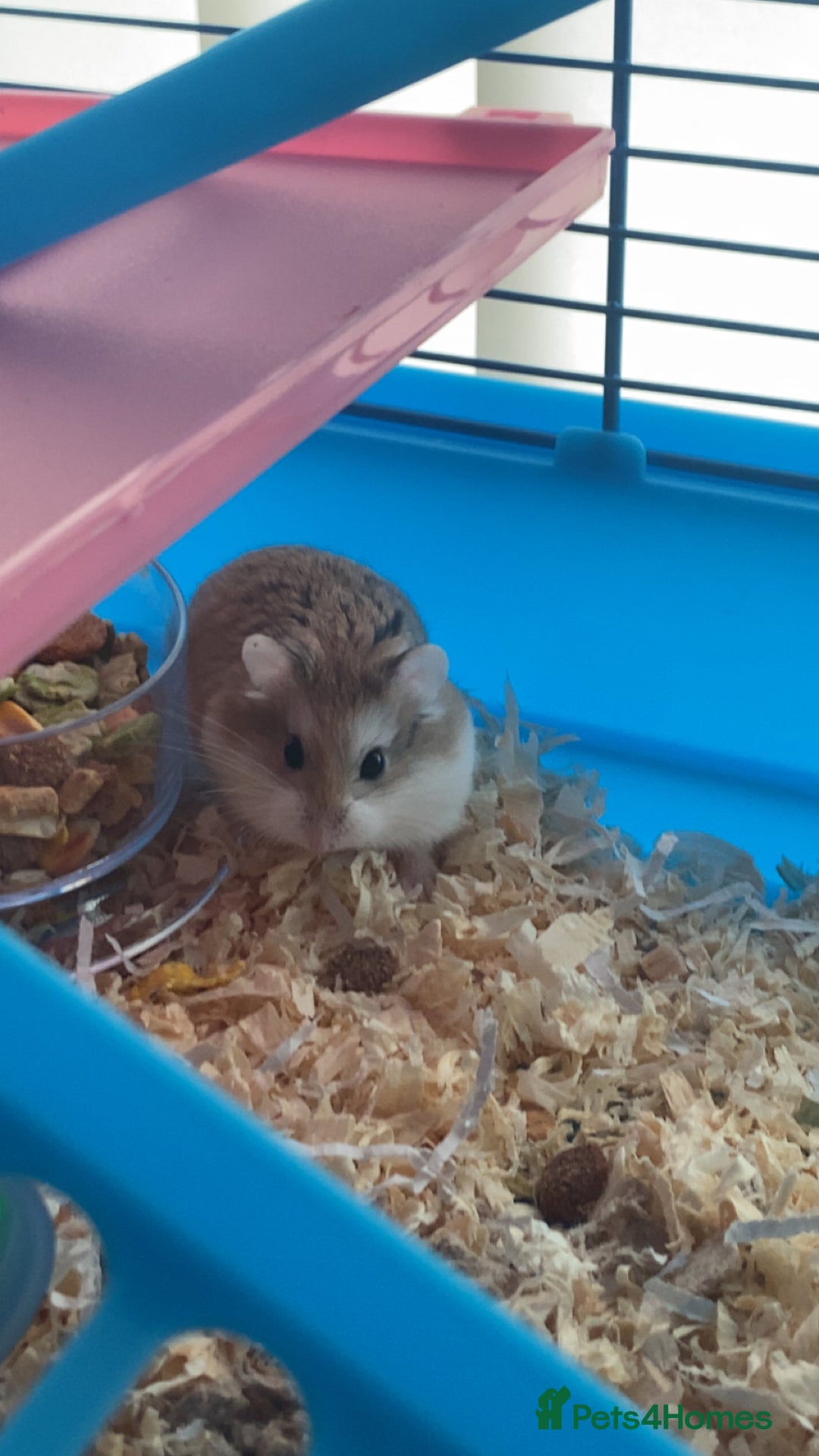 Hamster rodents for sale: Russian dwarf hamster  - Advert 2