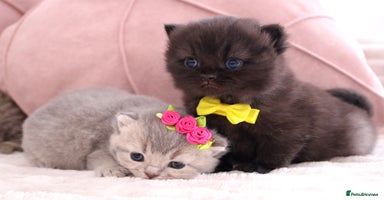 British Shorthair cats - Advert 10