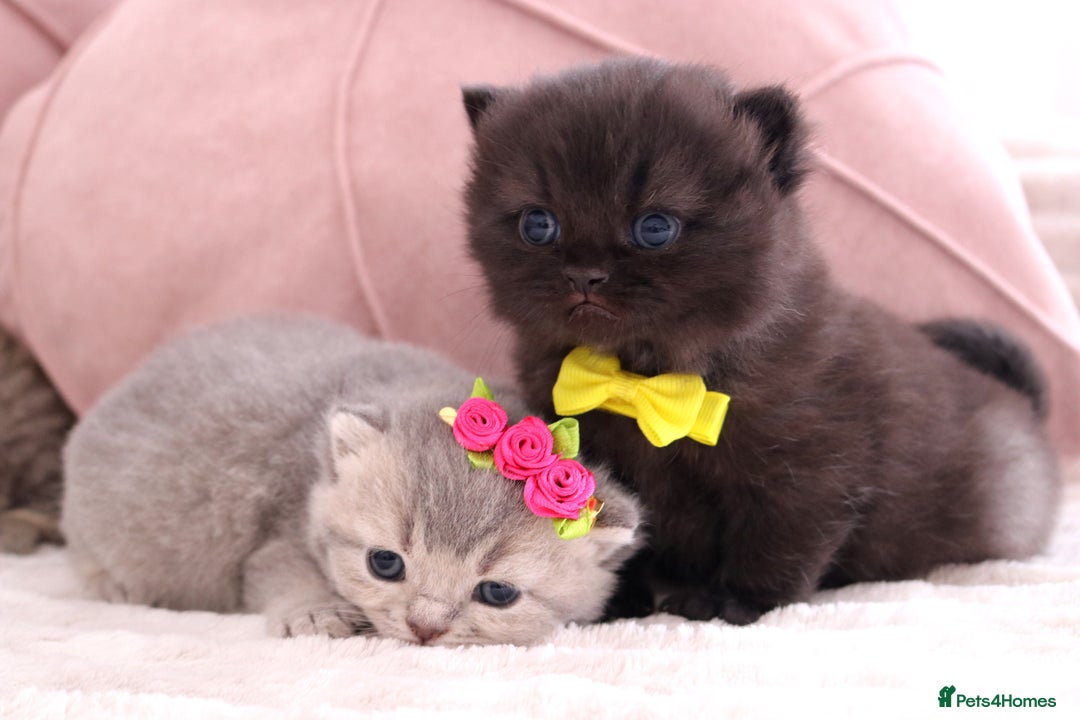 British Shorthair cats for sale: 🎄 British Shorthair - Ready 21 December - Image 3