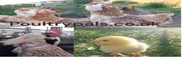 Chickens poultry for sale: Day‑Old Chicks and Hatching eggs - pure breed - Advert 27